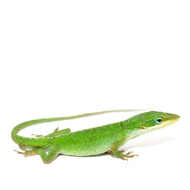 Female Green Anole